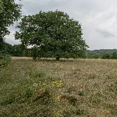 20150621 Stieleiche Breitenfurt 7575