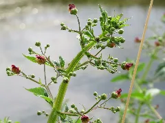20150626Scrophularia Nodosa1