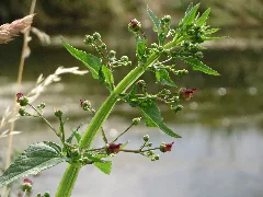 20150626Scrophularia Nodosa2
