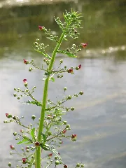 20150626Scrophularia Nodosa3