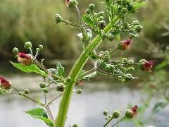 20150626Scrophularia Nodosa4