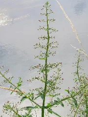 20150626Scrophularia Nodosa6