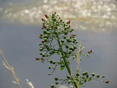 20150626Scrophularia Nodosa7