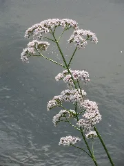 20150626Valeriana Officinalis