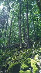 20150718 Blockschuttwald Gangolfsberg Rhön