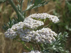 20150722Achillea Millefolium1