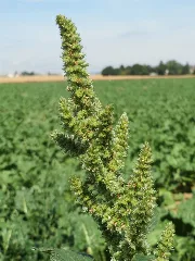 20150722Amaranthus Retroflexus