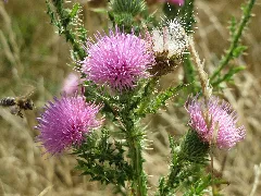 20150722Carduus Acanthoides