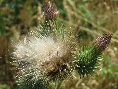 20150722Cirsium Vulgare2