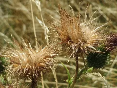 20150722Cirsium Vulgare3