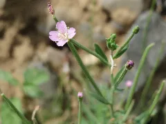 20150722Epilobium Ciliatum2
