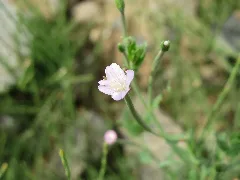 20150722Epilobium Ciliatum3