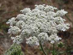 20150722Heracleum Sphondylium1