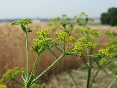 20150722Pastinaca Sativa1