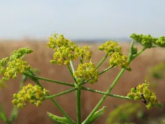 20150722Pastinaca Sativa2