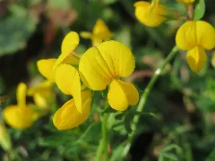 20150729Lotus Corniculatus