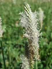 20150729Plantago Media