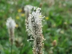 20150801Plantago Media1