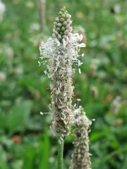 20150801Plantago Media2