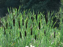 20150813Typha Latifolia4