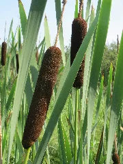 20150813Typha Latifolia5