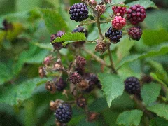 20150906 Mk Emsdettener Venn 009