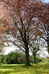 2016 04 22 Nd26 Blutbuche Haarzopf