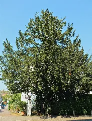 2016 05 01 Nd83 Eibe Hauptstr8 E Kettwig