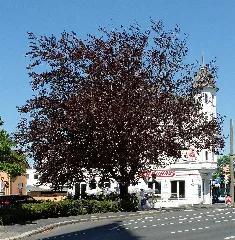 2016 05 08 Nd84 Blutbuche Solingen Ohligs (Nrw)