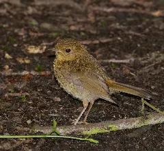 2016.06.19. 01 Wolfgangsee Neuhofen Rotkehlchen Jungvogel