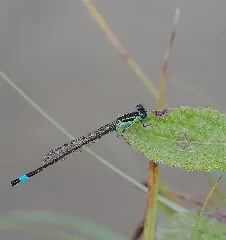 2016.06.19. 02 Wolfgangsee Neuhofen Grosse Pechlibelle Junges Maennchen