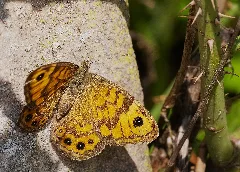 2016.09.24. 04 Felsenberg Berntal Leistadt Mauerfuchs Weibchen