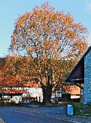 2016 11 28 Dorflinde In Neuenstein Aua (Hessen) 01
