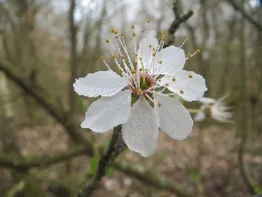 20160402Prunus Avium1