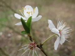 20160402Prunus Avium2