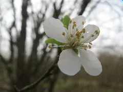 20160402Prunus Avium3