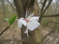 20160402Prunus Avium4