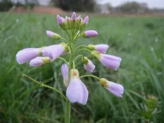 20160409Cardamine Pratensis2