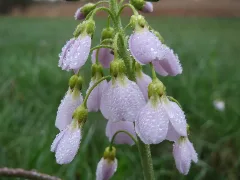 20160409Cardamine Pratensis3