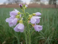 20160409Cardamine Pratensis4