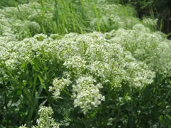 20160514Lepidium Draba4