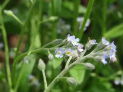 20160514Myosotis Arvensis1