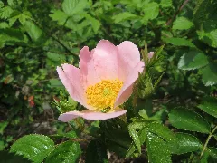 20160514Rosa Canina2