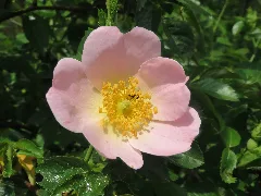 20160514Rosa Canina3