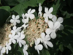 20160518Viburnum Opulus2