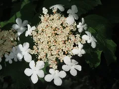 20160518Viburnum Opulus3