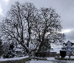 2017 01 16 Gerichtslinde Erdmannrode (Hessen) 01