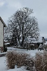 2017 01 16 Gerichtslinde Erdmannrode (Hessen) 03