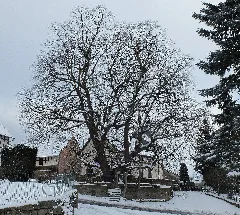 2017 01 16 Gerichtslinde Erdmannrode (Hessen) 04