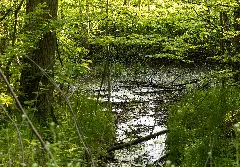2017 05 16 Naturdenkmal Weiher 1